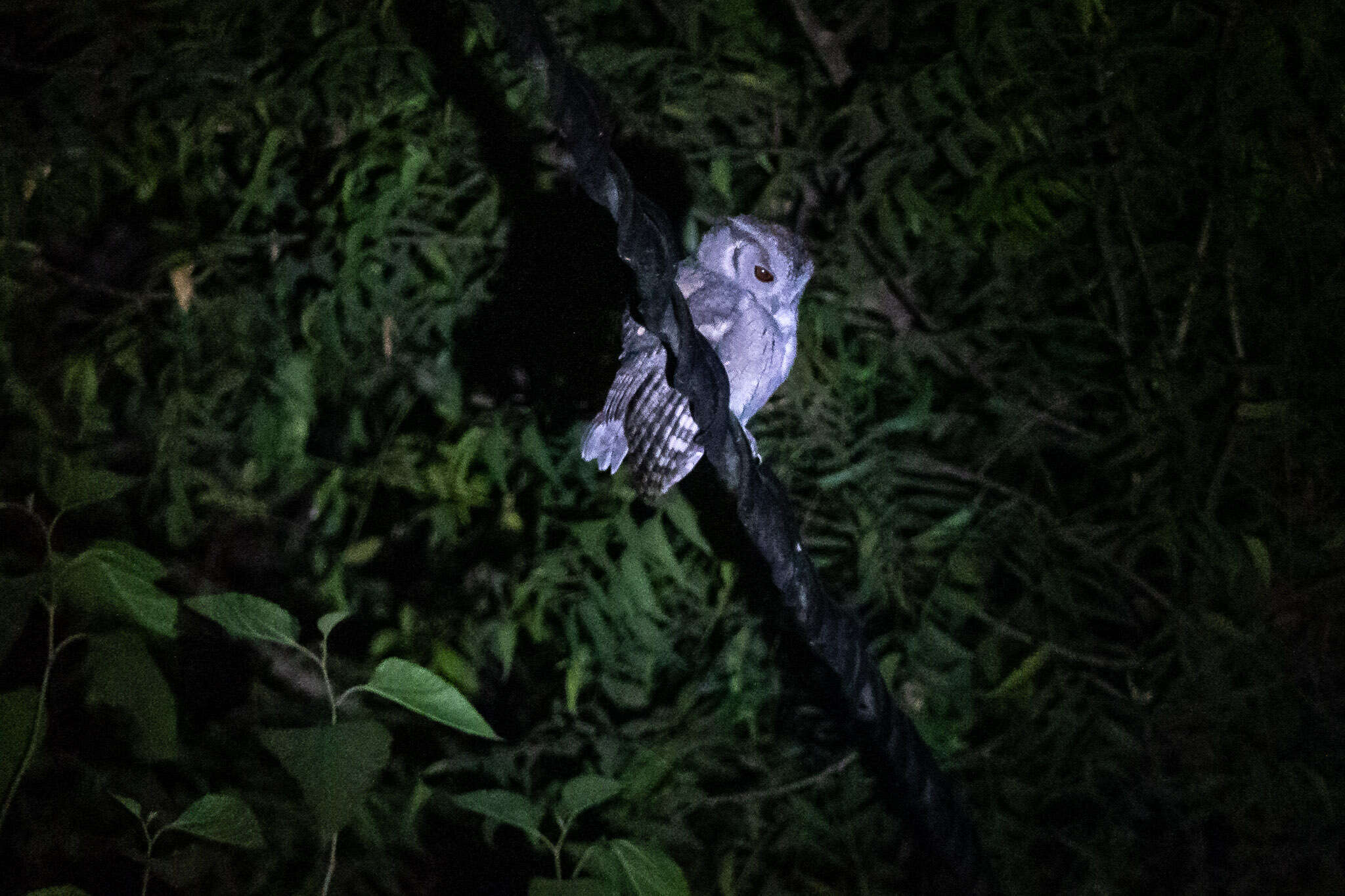 Image of Indian Scops Owl