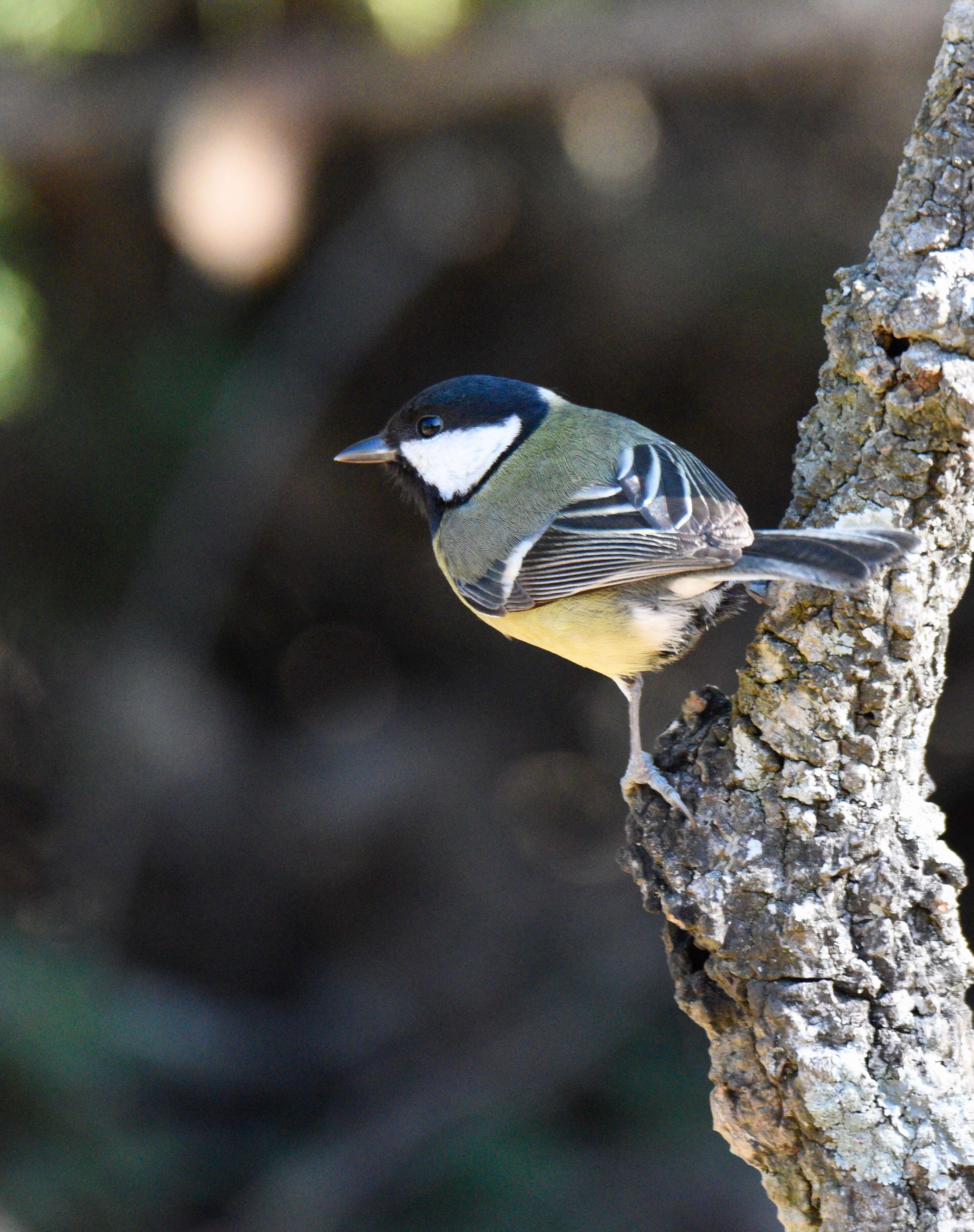 Image of Great Tit