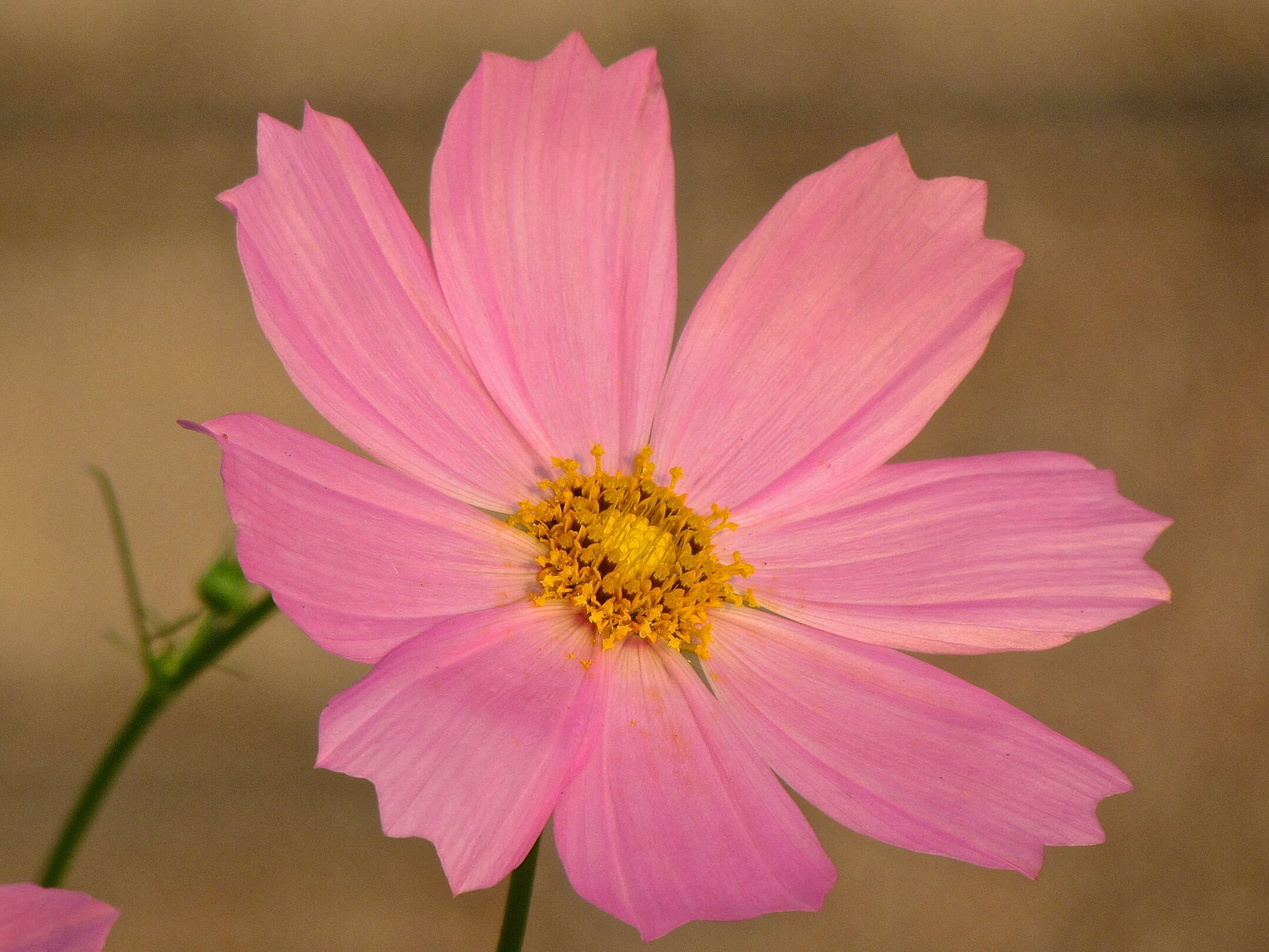 Image of garden cosmos