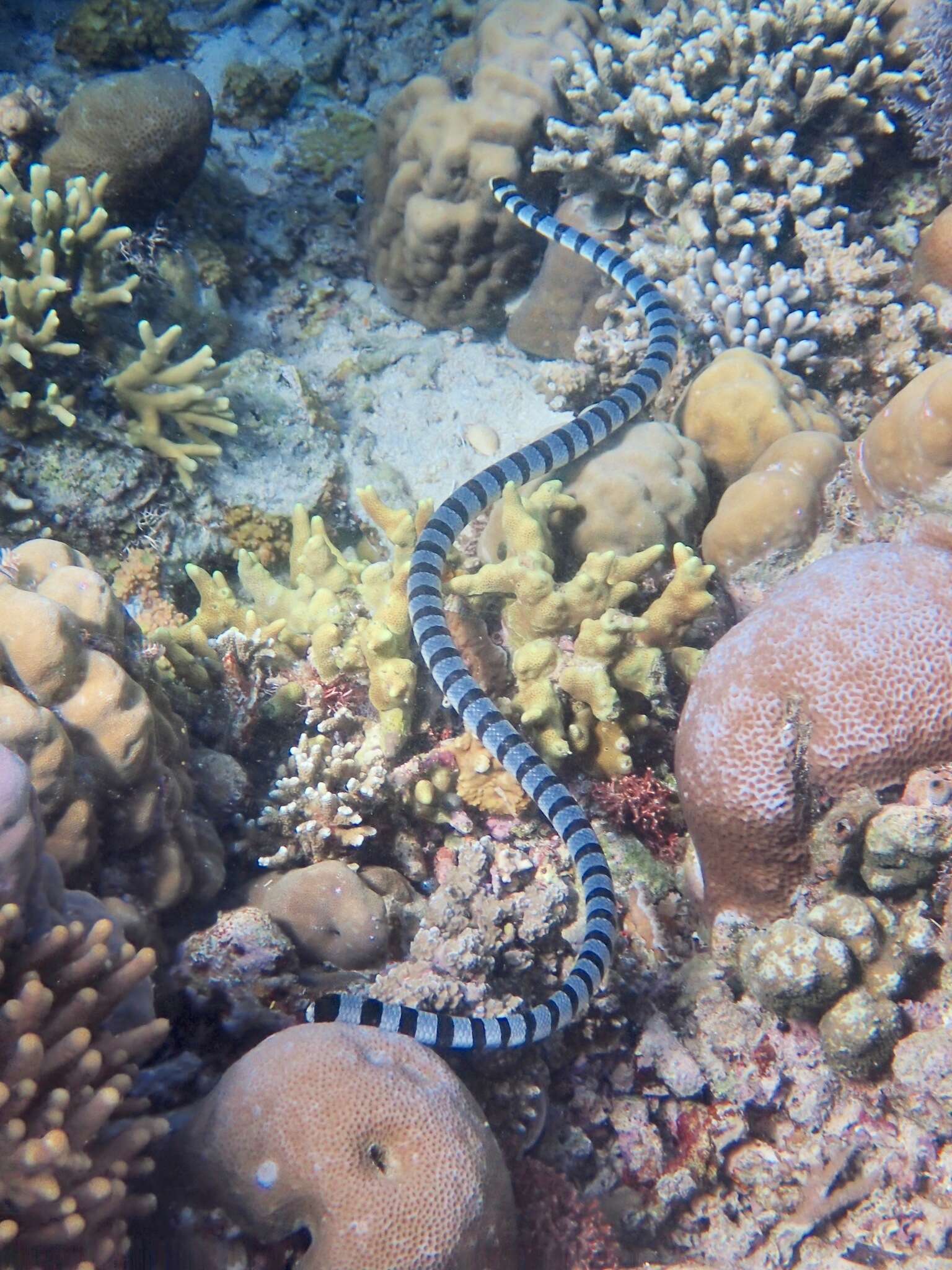 Image of Banded sea krait