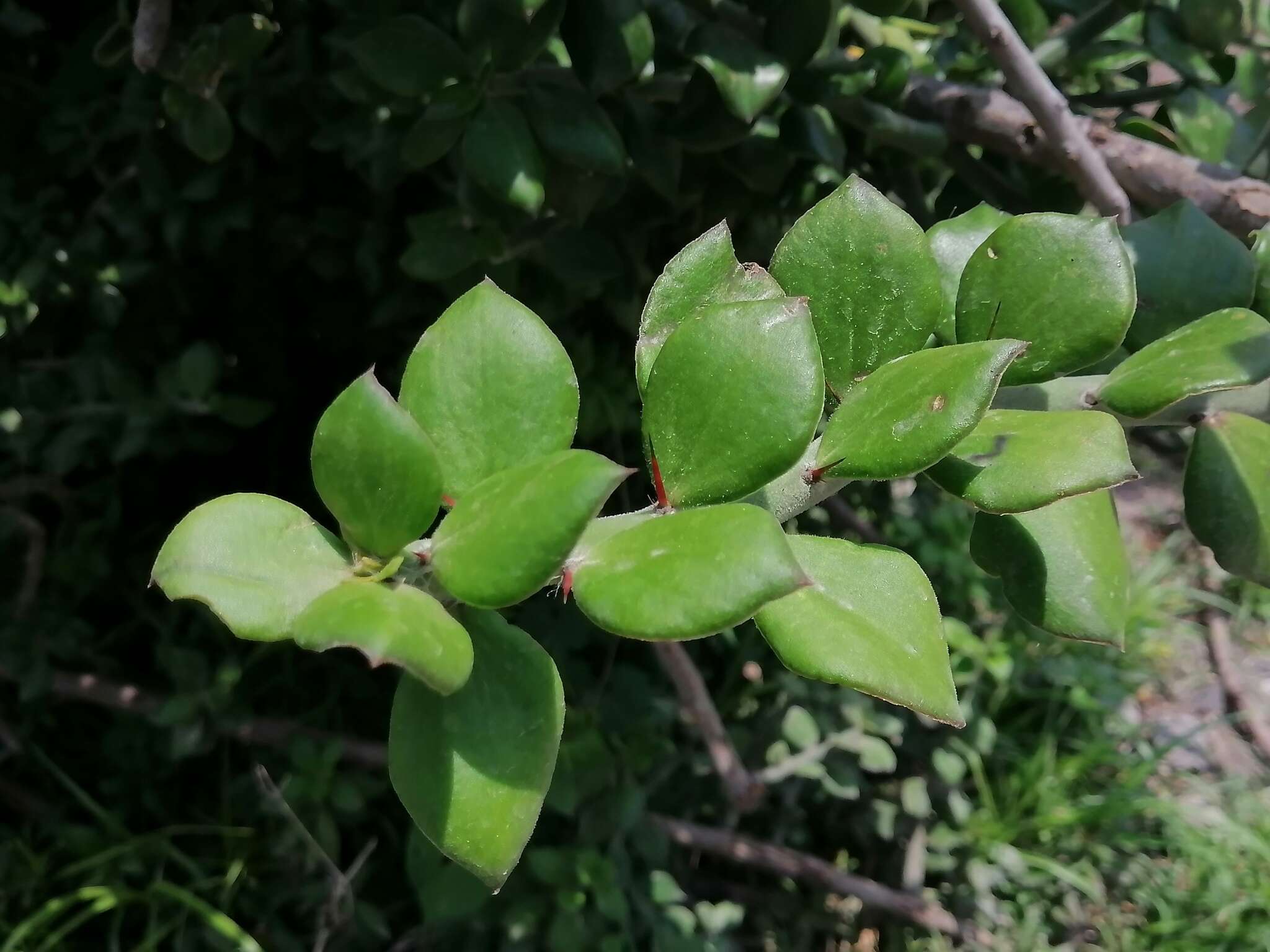 Image of Pereskiopsis diguetii (F. A. C. Weber) Britton & Rose