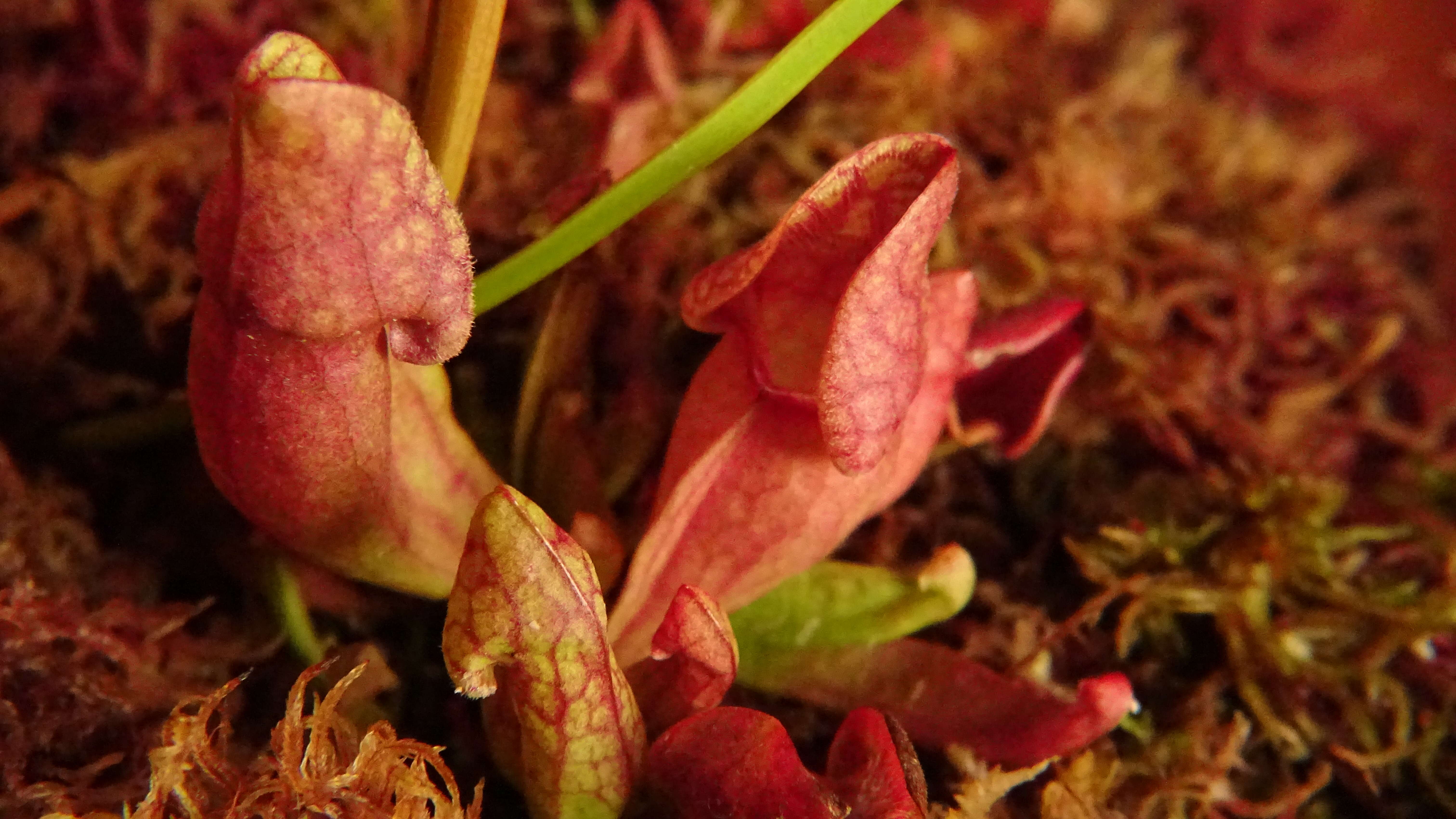 Image of purple pitcherplant