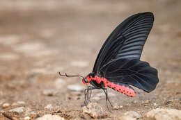 Image of Atrophaneura varuna (White 1842)