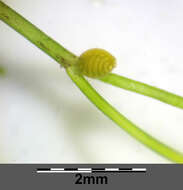 Image of Stonewort