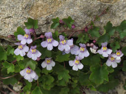 Image of Ivy-leaved Toadflax