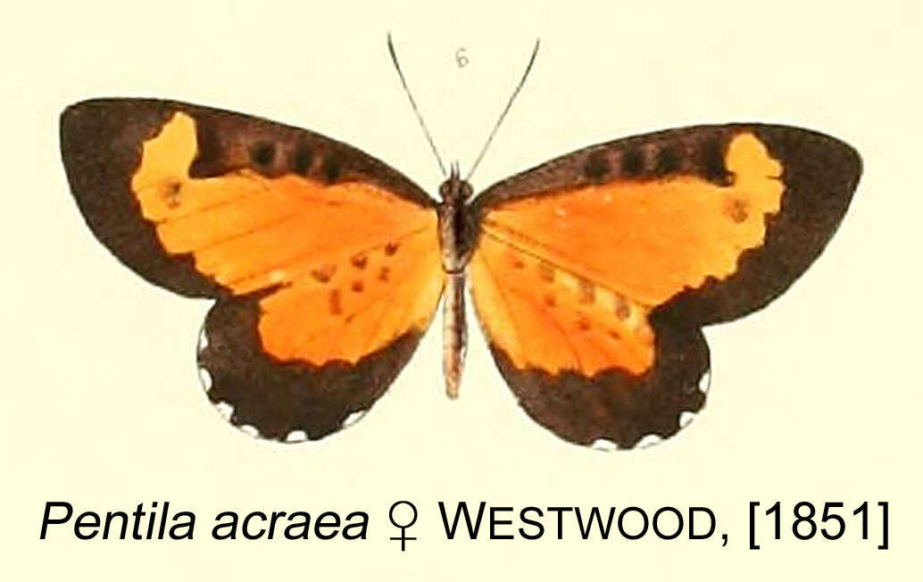 Image de Telipna acraea (Westwood (1851))