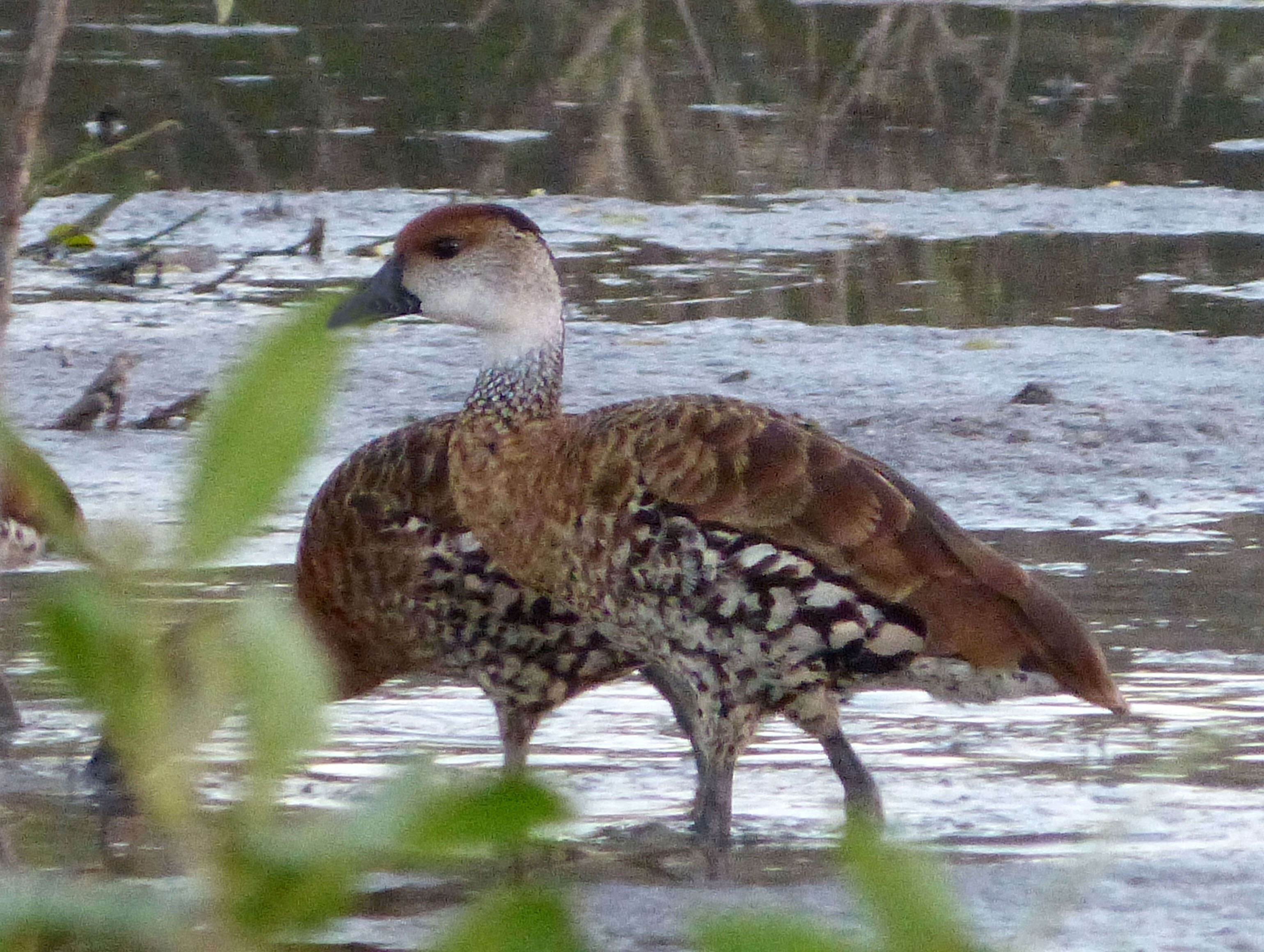 Image de Dendrocygne des Antilles