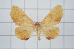 صورة Plagodis reticulata Warren 1893