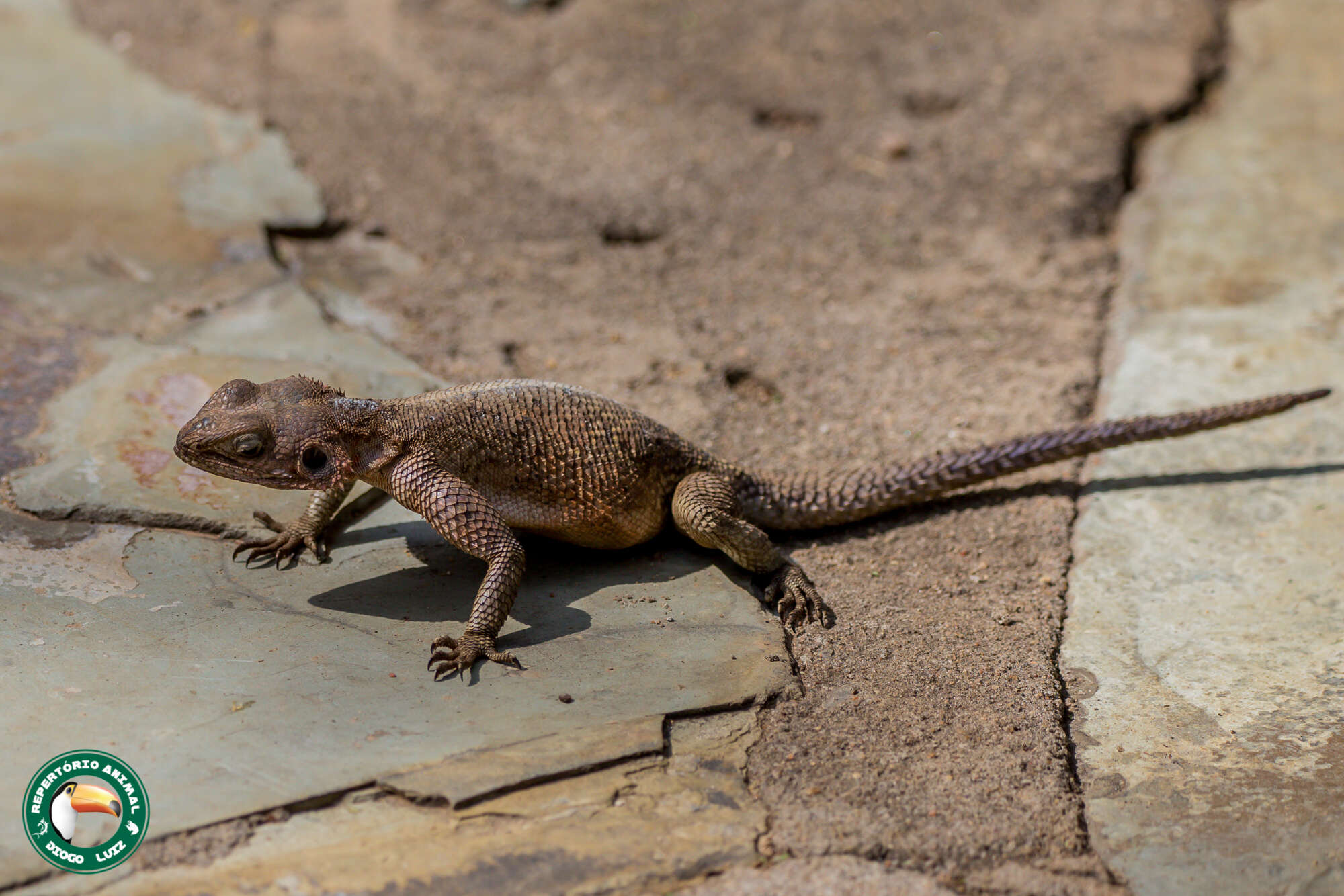 Image of Mwanza Flat-headed Rock Agama