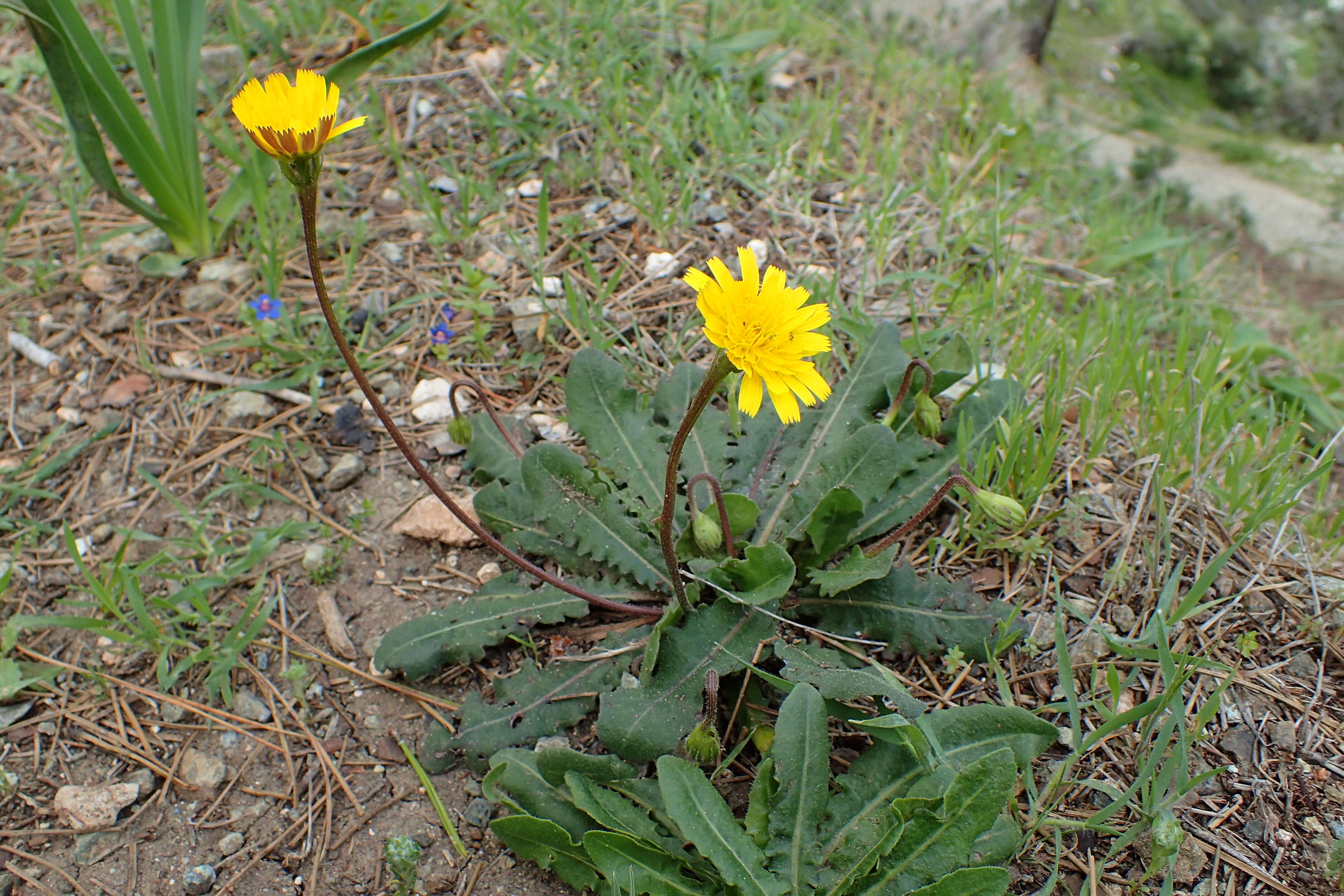 Image of Leontodon tuberosus L.