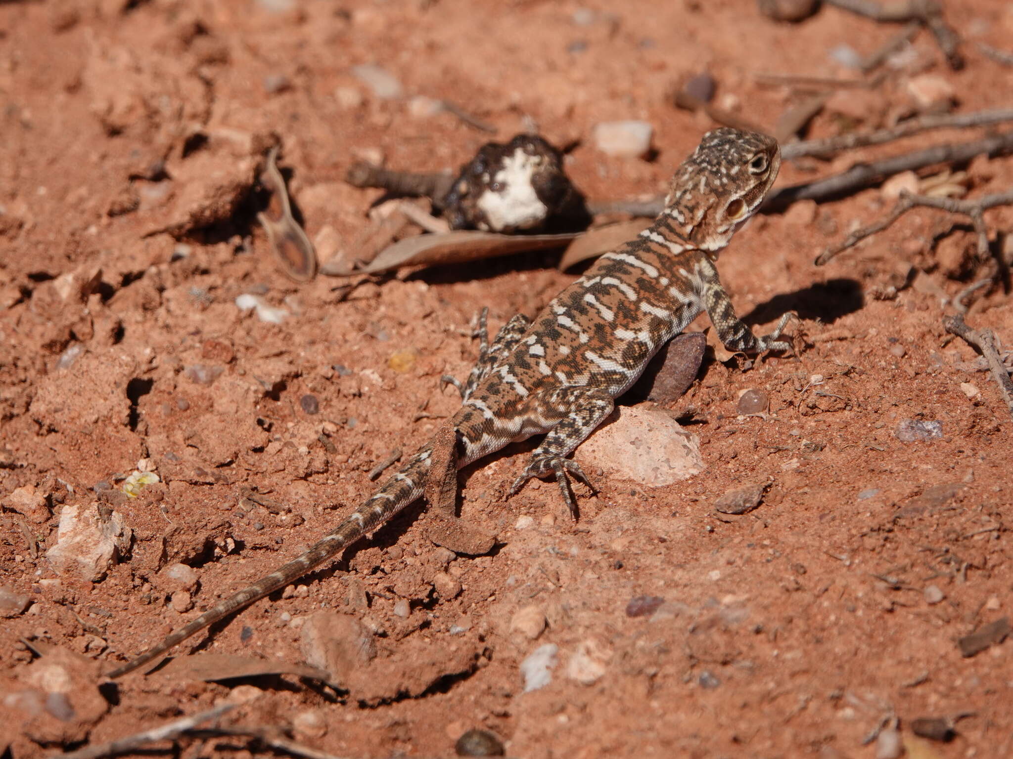 Ctenophorus pictus (Peters 1866) resmi