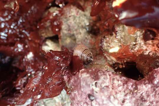 Image of Blue Top Snail