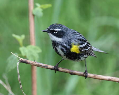 Image of Myrtle Warbler