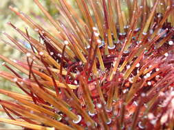 Image of sea urchins