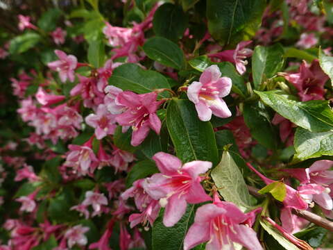 Image of weigela