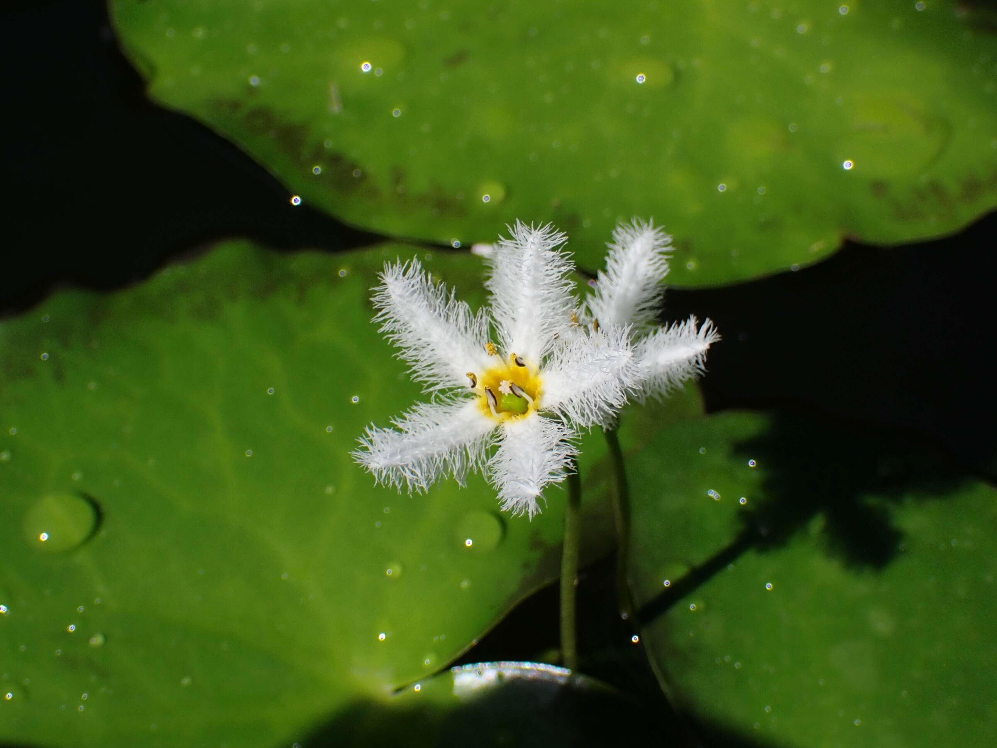 Image of Water-snowflake