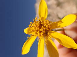 Image of hairy arnica