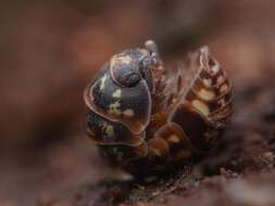 Image of Armadillidium pulchellum (Zenker 1798)