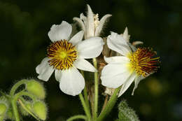 Sivun Sparrmannia africana L. fil. kuva