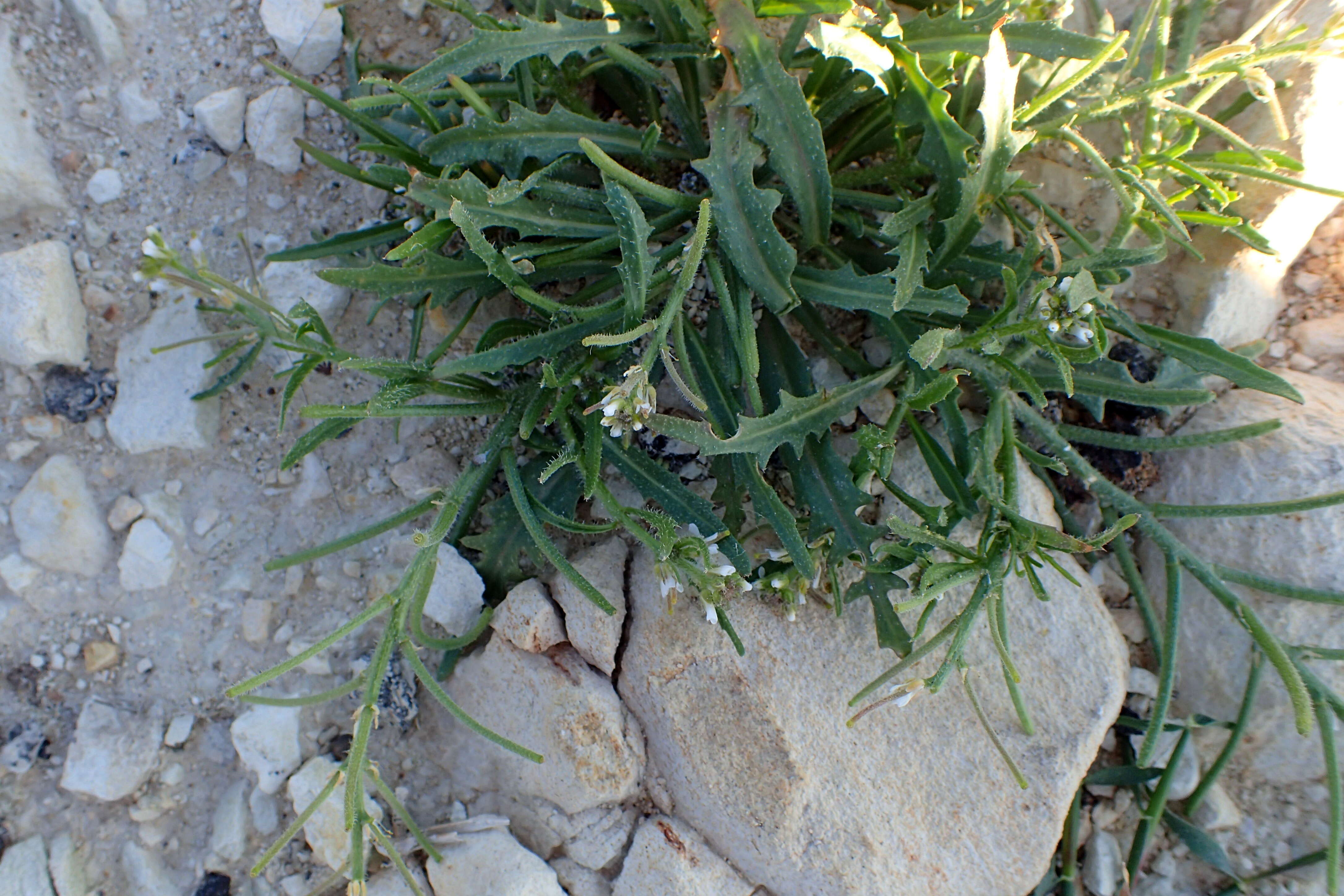 Image of northern rockcress