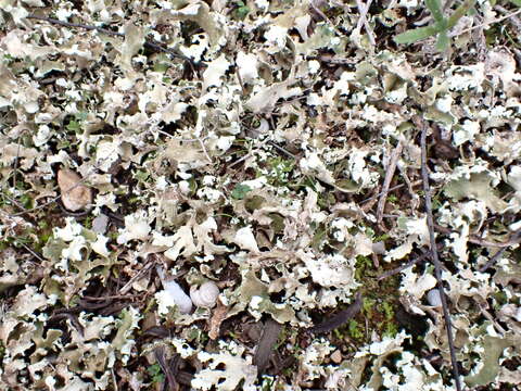 Image of Cladonia foliacea (Huds.) Willd.