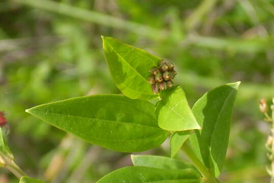 Sivun Myrttikoriaria kuva