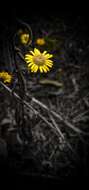 Image of sticky groundsel