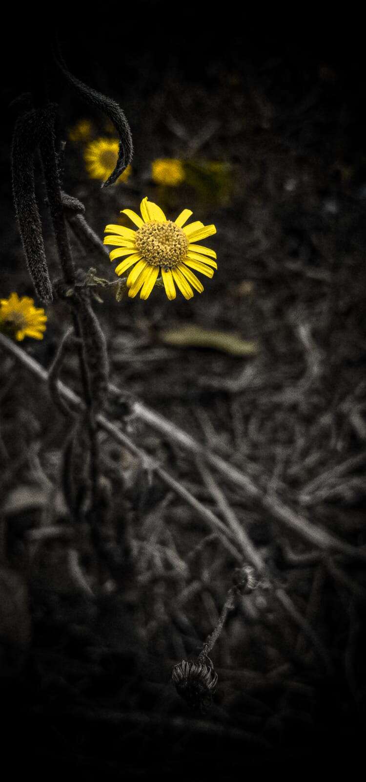 Image of sticky groundsel