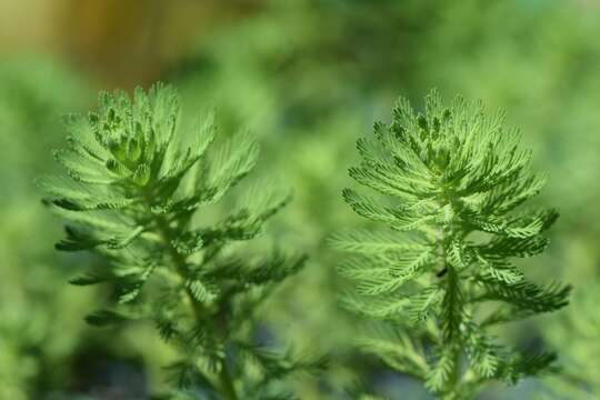 Image of parrot feather watermilfoil