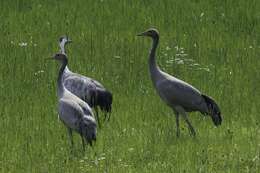 Image of Common Crane