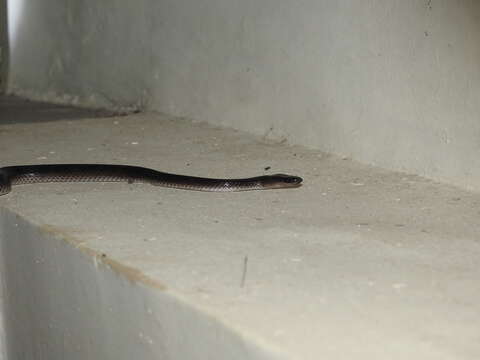 Image of Travancore Wolf Snake