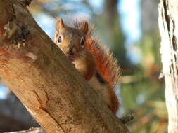 Image of pine squirrel