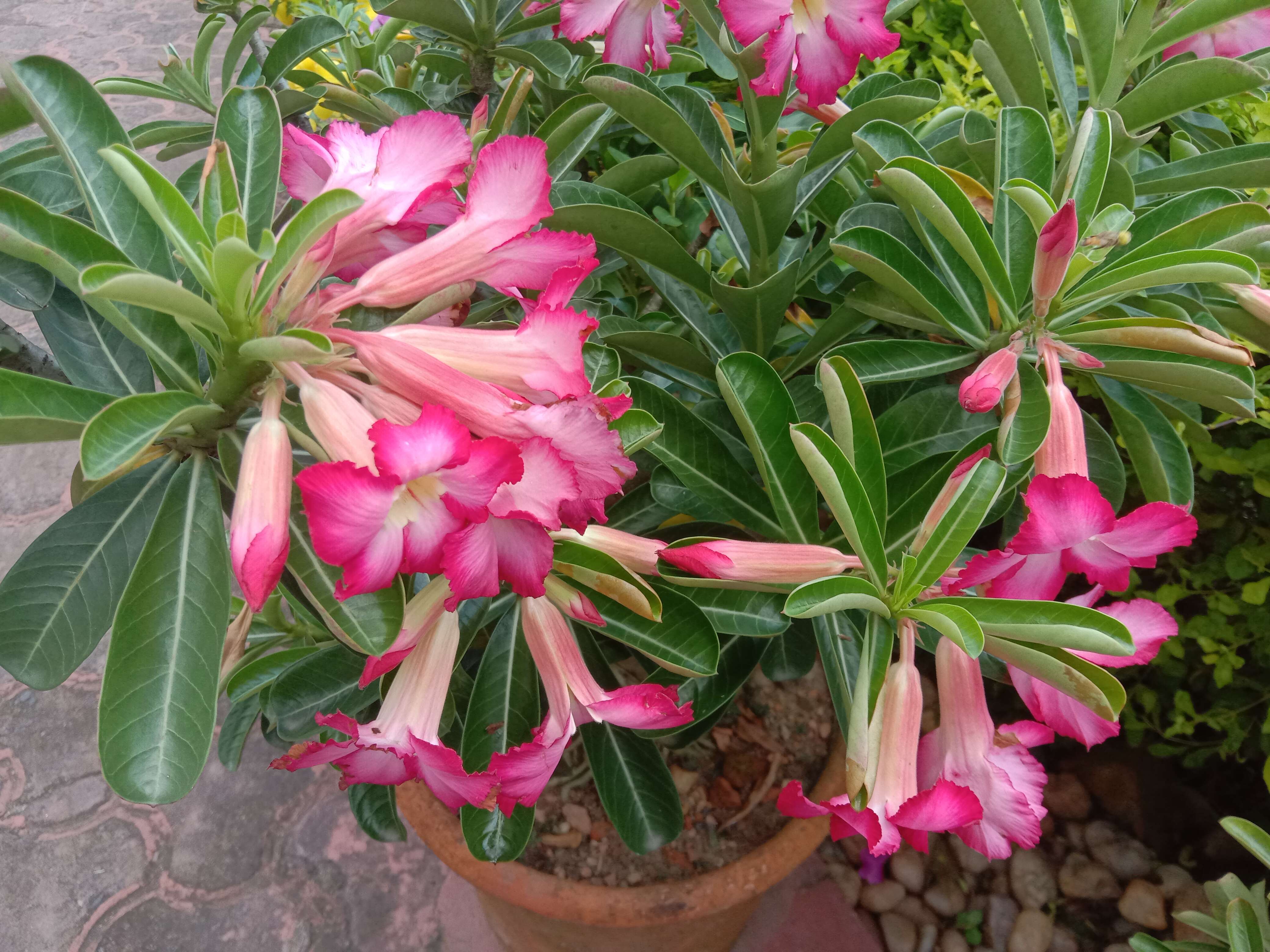 Image of Desert Rose