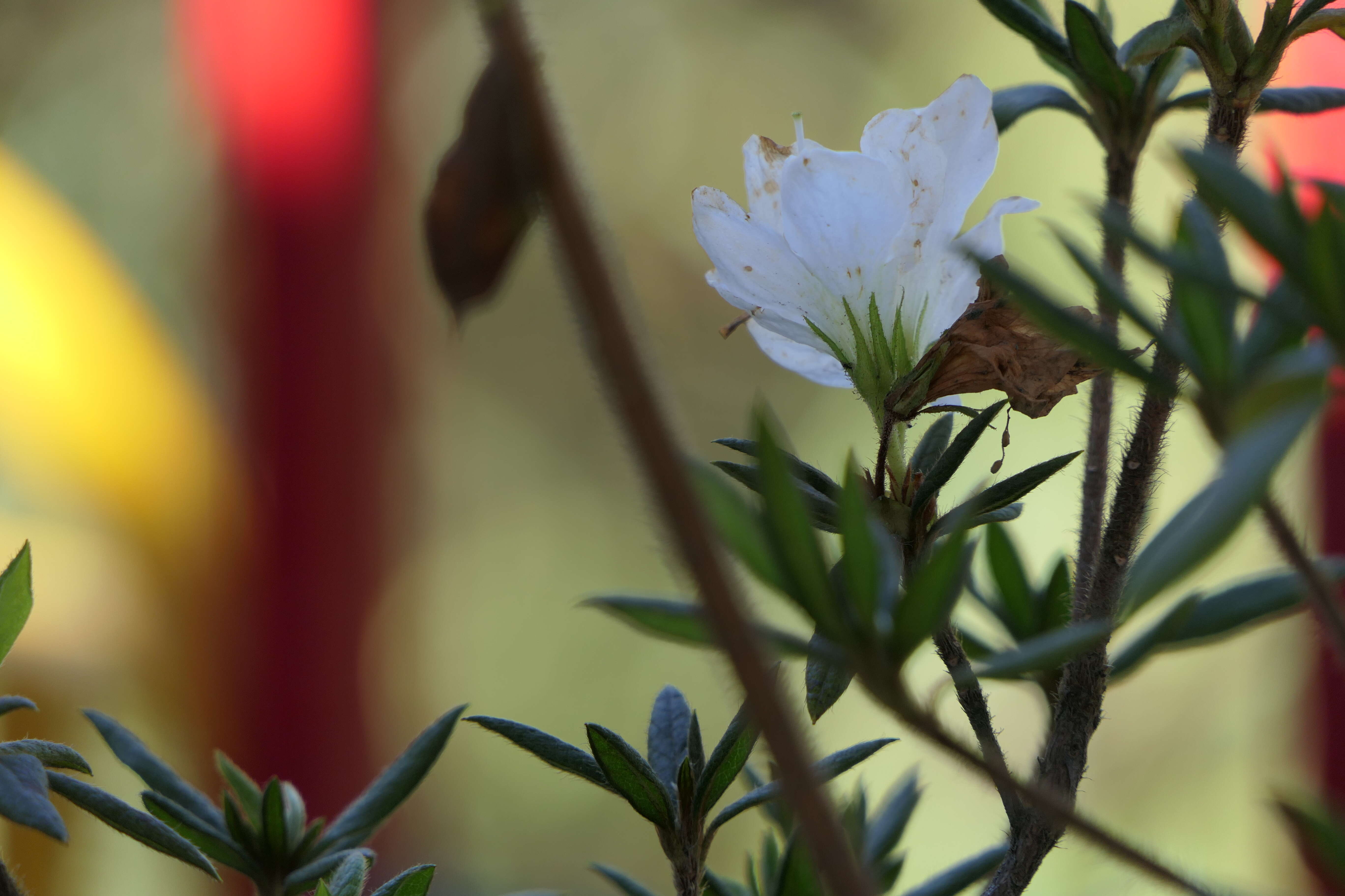 Plancia ëd Rhododendron simsii Planch.