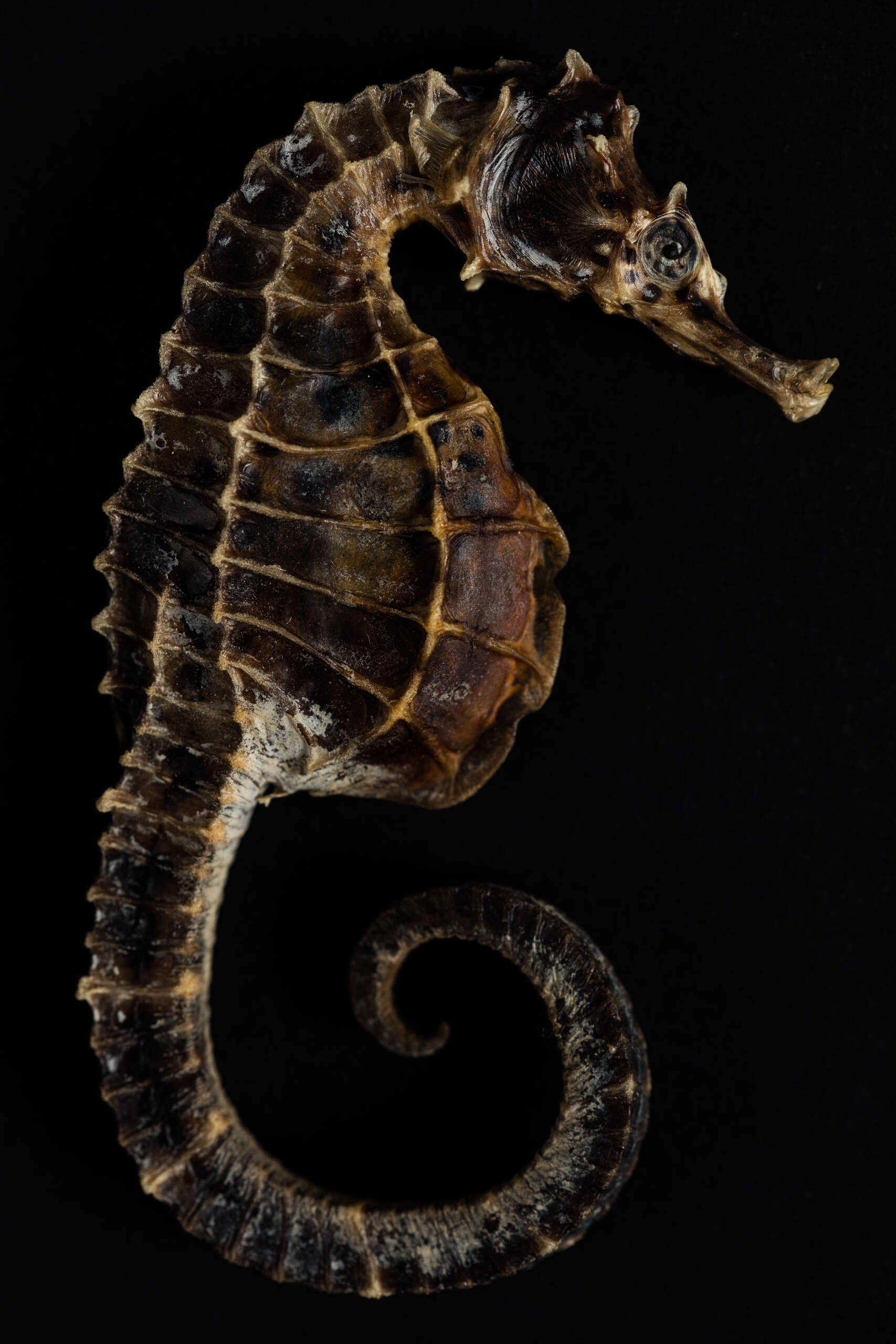 Image of Big-belly Seahorse