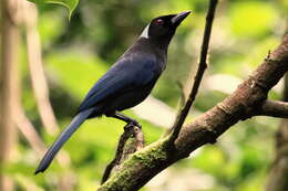 Image of Azure-hooded Jay