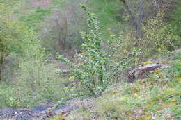 Cotoneaster acutifolius Turcz. resmi