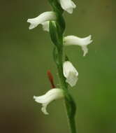 Image of Ladies'-tresses