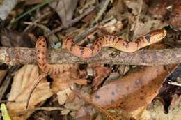 Image of Hampton's Slug Snake