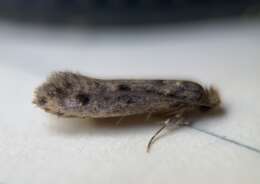 Image of Brown-dotted clothes moth