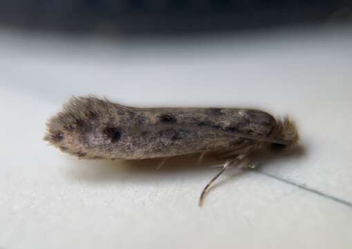 Image of Brown-dotted clothes moth