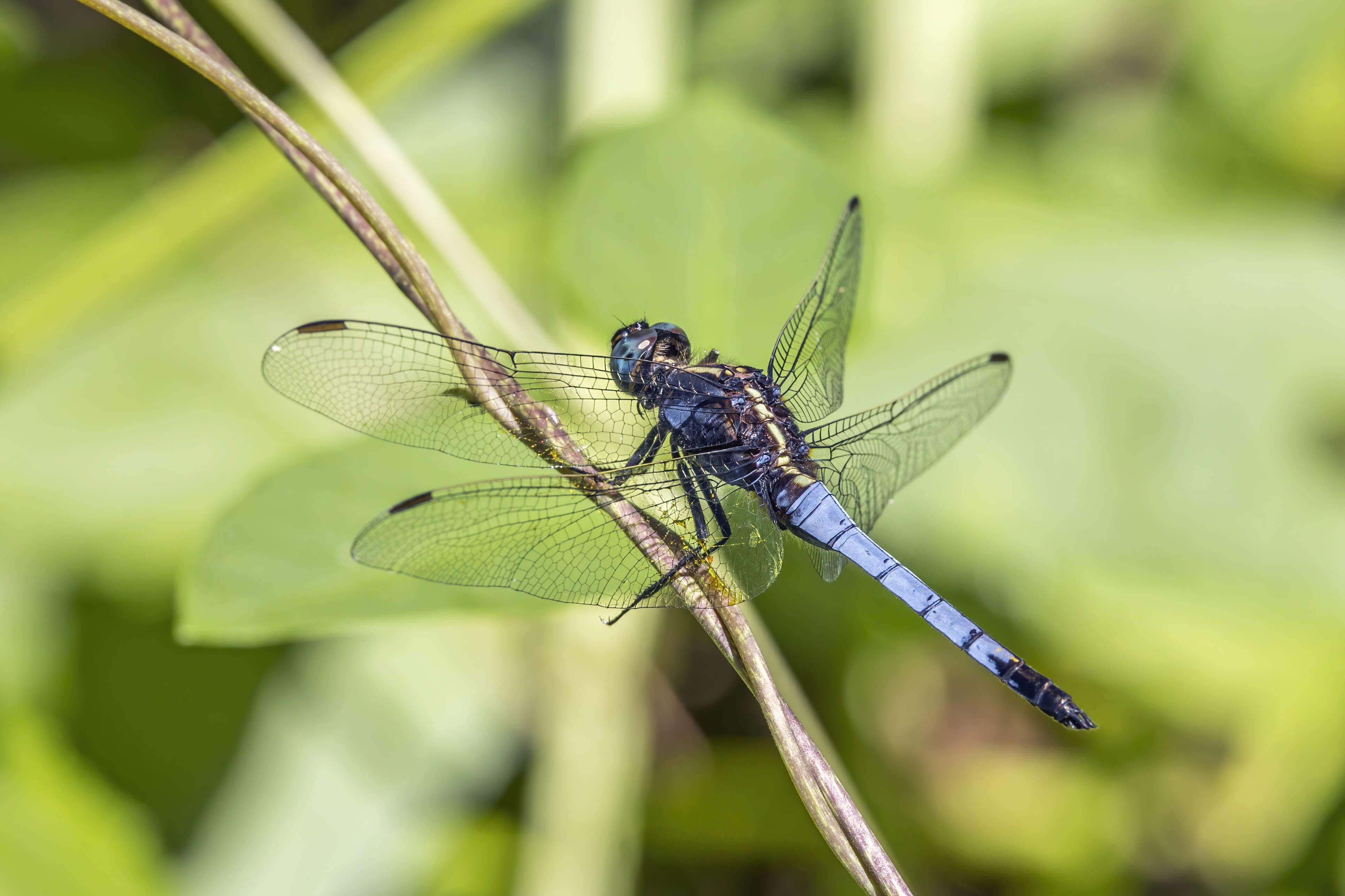 Image of blue marsh hawk