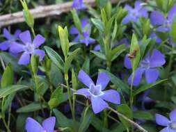 Image of Common Periwinkle