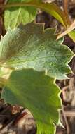 Image of sea-holly