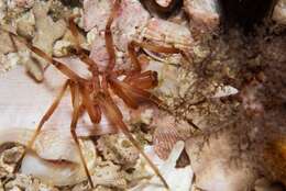 Image of sea spider