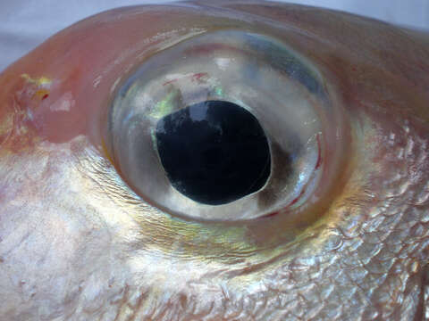 Image of Pink tilefish