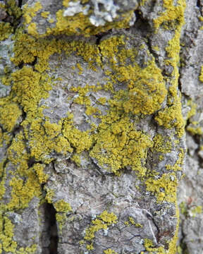 Image of lemon lichen