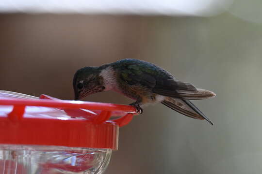 Image of Broad-tailed Hummingbird