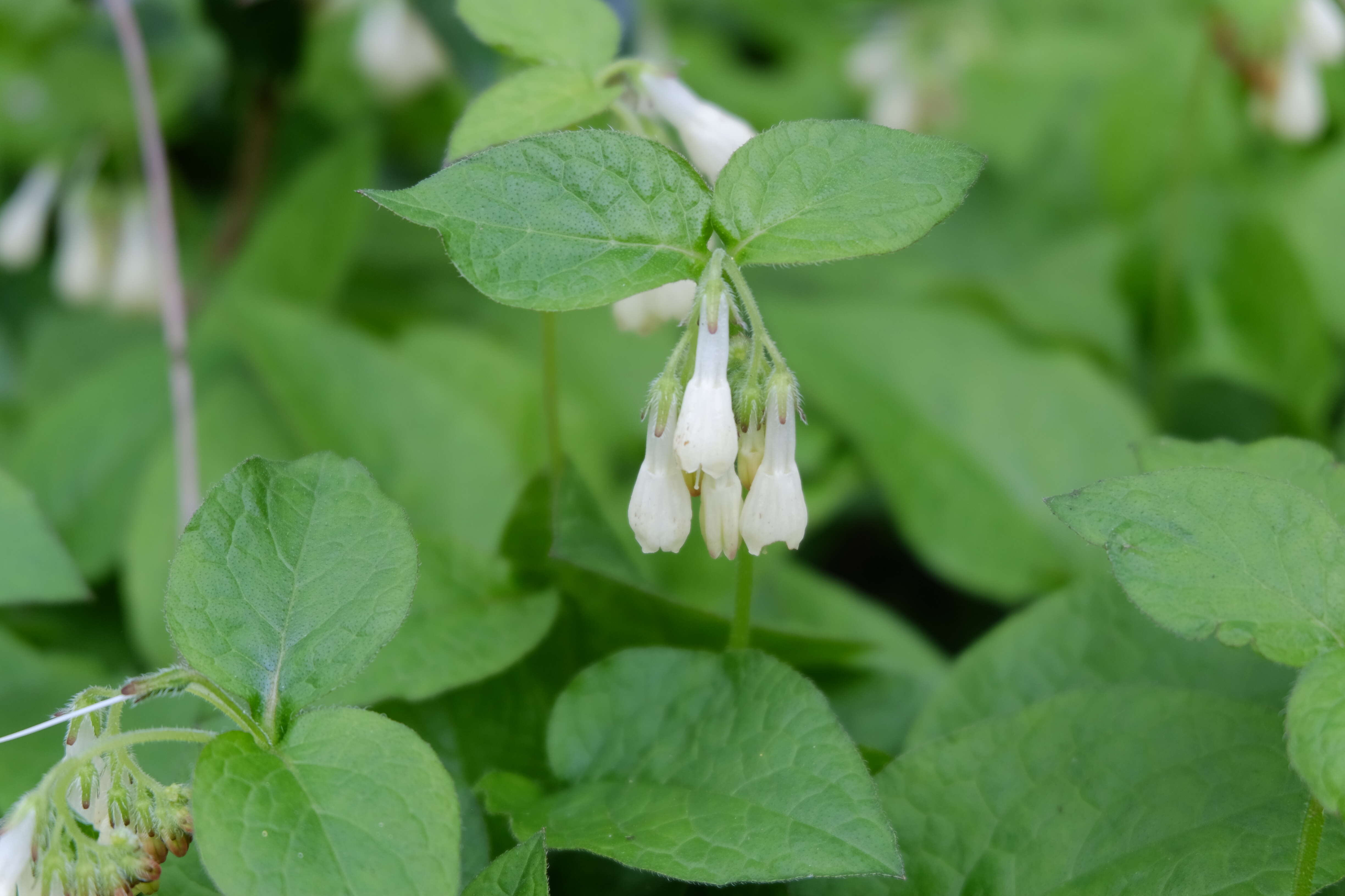 Image of Symphytum grandiflorum DC.