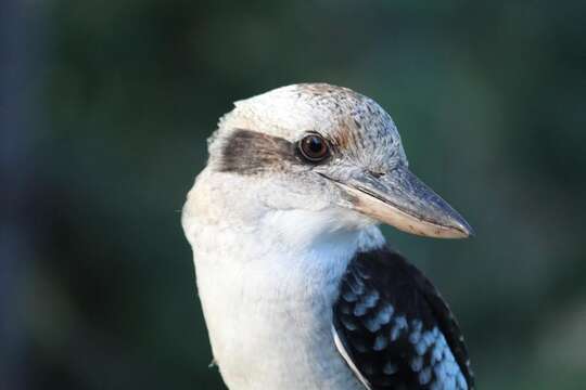 Image of Kookaburra